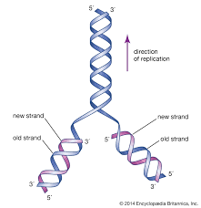 • to allow it to fit into the nucleus • chromosomes undergo cycles of coiling and uncoiling to prepare for cell division a dna molecule is extensively coiled 5.4 not all dna contains instructions for making proteins. Cell Dna The Genetic Material Britannica