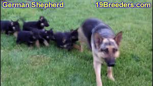 We did not find results for: Craigslist German Shepherd