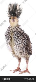 Maybe you would like to learn more about one of these? Crazy Funny Bird Quail Image Photo Free Trial Bigstock