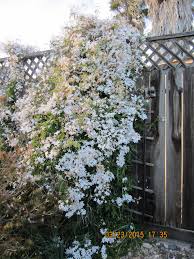 It is best used as a climber over trellis or arbor, as a ground cover, or in containers. Growing Up Under The Solano Sun Anr Blogs