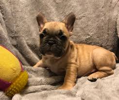 The dogs were beautiful and very loved.this is not a puppy mill. View Ad French Bulldog Puppy For Sale Near South Carolina Charleston Usa Adn 80925