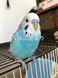 千葉県千葉市でセキセイインコが迷子 迷子鳥 Maigo 19062 いんこだより