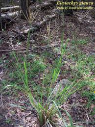 Image result for Eustachys