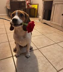 Best friends. ❤️ As long as the Boston Terrier is sleeping and doesn't  realize the Beagle has planted herself