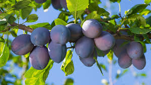 Image result for pruning plum trees