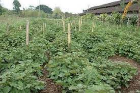 Maybe you would like to learn more about one of these? Artikel Minyak Nilam Minyak Atsiri Indonesia