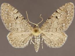 Image result for Eupithecia conterminata
