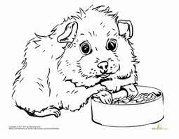 In this new worksheet you will meet three happy pigs. Guinea Pig Worksheet Education Com