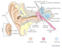 The ear is made up of three parts: Structure And Function Of The Ear Hearing Mcat Content