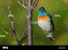 Image result for Passerina montana