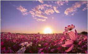 Pink Flower Field Sunrise Wallpaper Pink Flower Field Sunrise Wallpaper 1080p Pink Flower Field Sunrise Wallp Flower Field Field Wallpaper Sunrise Wallpaper