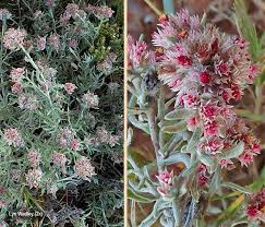 Image result for Helichrysum candolleanum