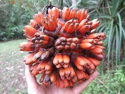 Image result for Pandanaceae