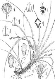 Image result for Carex chlorosaccus