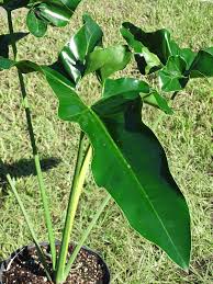 Surakarta, surakarta city, central java, indonesia. Xxl Philodendron Selloum X Goeldii Big Tahitian Plant In 8 Pot Kens Philodendrons