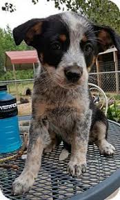 Baileyton Al Australian Cattle Dog German Shepherd Dog Mix Meet Baby Girl Bonnie A Puppy For Adoptio Heeler Puppies Cattle Dog Puppy Austrailian Cattle Dog