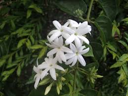 Image result for Jasminum multiflorum