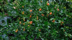 Image result for Dasylepis racemosa