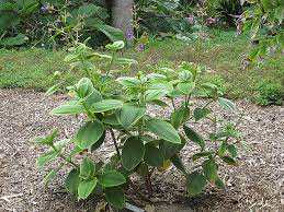 Check spelling or type a new query. Silver Leaved Princess Flower Tibouchina Heteromalla In Lafayette Louisiana La At All Seasons Nursery