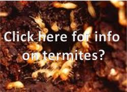Pest control services covers ants, bed bugs, bees & wasps, cockroaches, fleas & ticks, flies, mosquitoes, rats & termite control services in metro manila. Pest Control Philippines