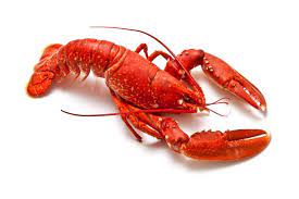 Recipe For Greek Style Lobster With Oil And Lemon Greek Style Lobster Lobster Stock