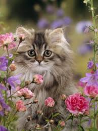 Cat Fact Foods That Should Not Be Given To Cats Include Onions Garlic Green Tomatoes Raw Potatoes Chocolate Grapes And Ra Cute Cats Cats Persian Kittens