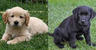 Golden Retriever Vs Labrador Retriever 16 Factors To Help You Choose Golden Hearts