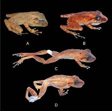 Image result for Strabomantis cornutus