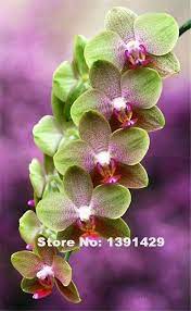 Hot Sale 100pcs 22 Colors Rare Cymbidium Orchid African Cymbidiums Seeds Orchid Flower Flower Seeds Orchid Seeds