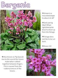 Image result for Laurembergia