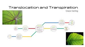 Transpiration refers to the evaporation of water from a biological surface, such as leaves, skin, or lungs. Transpiration And Translocation By Grace Darling