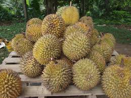 Because of its pungent stench, the majestically thorny fruit is… Durian Wikipedia