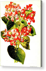 Image result for begonia semperflorens