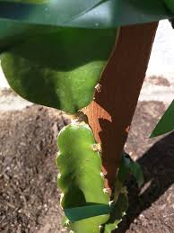 Maybe you would like to learn more about one of these? Red Rusty Dots On Dragon Fruit Cactus