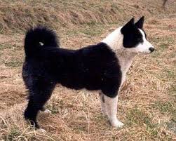 Image result for karelský medvědí pes