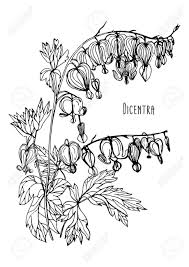 Most blooms are bright pink or red for a romantic quality. Bleeding Heart Flower Hand Drawn Black And White Vector Illustr Royalty Free Cliparts Vectors And Stock Illustration Image 81388537