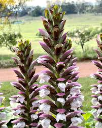 Image result for Aeollanthus ukamensis