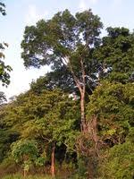 Image result for Khaya anthotheca