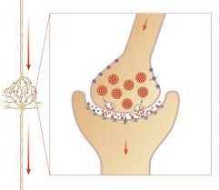 Vanligvis benytter man ikke en vaksine før denne risikoen er blitt svært lav. Biologi Overforing Av Nervesignaler Ndla