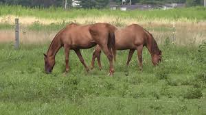 'Overwhelmingly grateful': Local animal sanctuary surpasses fundraising goal