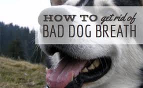 how to get rid of bad dog breath