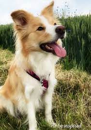 11 06 2019 Suri Gestern Beim Spaziergang Border Collie Puppies Border Collie Dog Collie Puppies