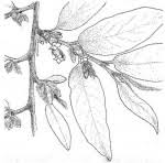 Image result for Diospyros loureiriana