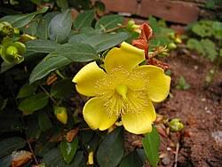 Image result for Hypericum scioanum