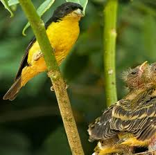 Murat Uyanmaz Adli Kullanicinin Wonderful World Birds Panosundaki Pin
