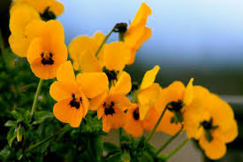 Maybe you would like to learn more about one of these? Fiori Con La V