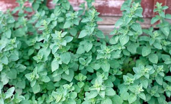 Oregano Is An Extremely Useful Culinary Herb: Here Are Some Growing Options  | Horticulture.co.uk