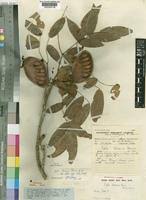 Image result for Xylia torreana