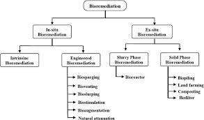 According to cornell university, bioremediation provides a technique for cleaning up pollution by enhancing the same biodegradation processes that occur in nature. Bioremediation Techniques For Polluted Environment Concept Advantages Limitations And Prospects Intechopen