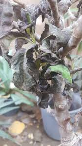 Branches arise from the trunk at an acute angle and grow up almost parallel to the trunk before they curve back horizontally. Hello Can Anyone Help Me Identify The Problem Here My Pear Tree Has A Very Stunted Growth Lost Most Of It S Leaves And Now The Healthy Ones Turning Black And Crispy No